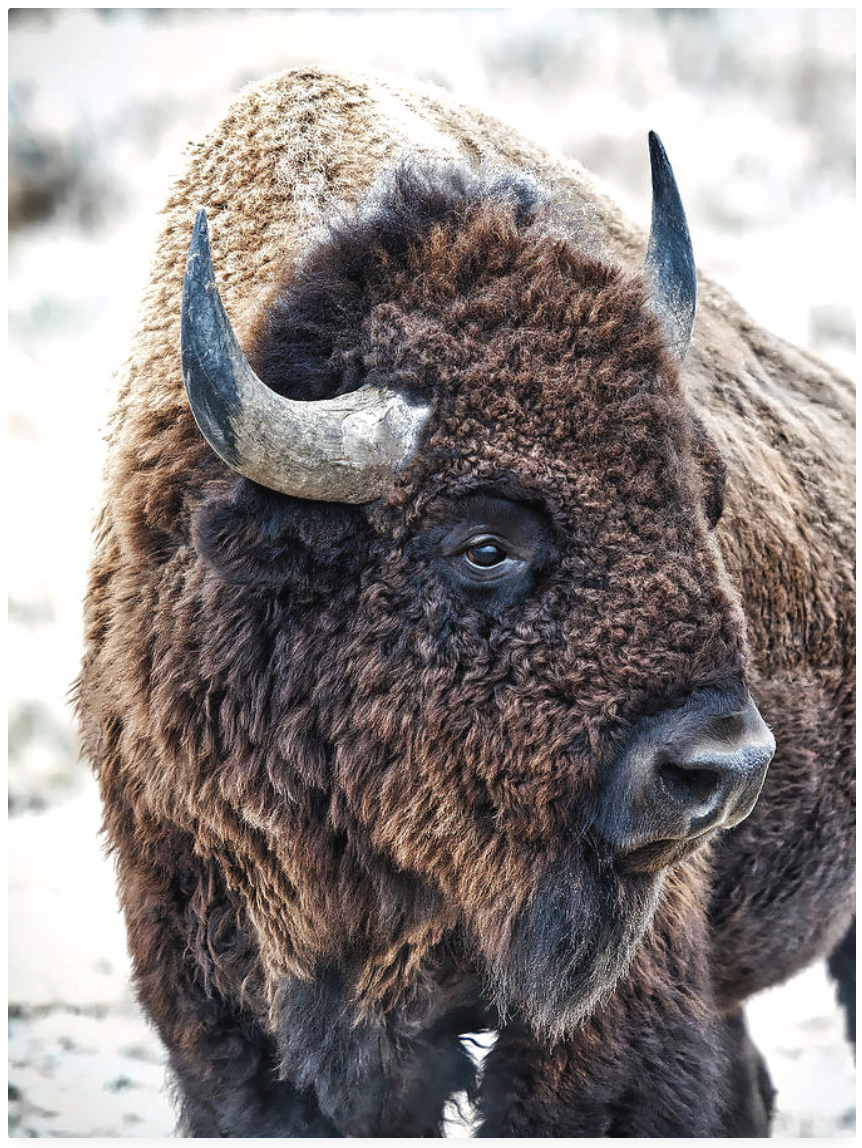 In The Presence Of Bison