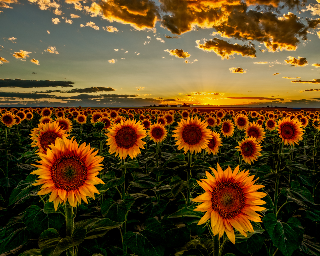 bfc-sunflower-sunset